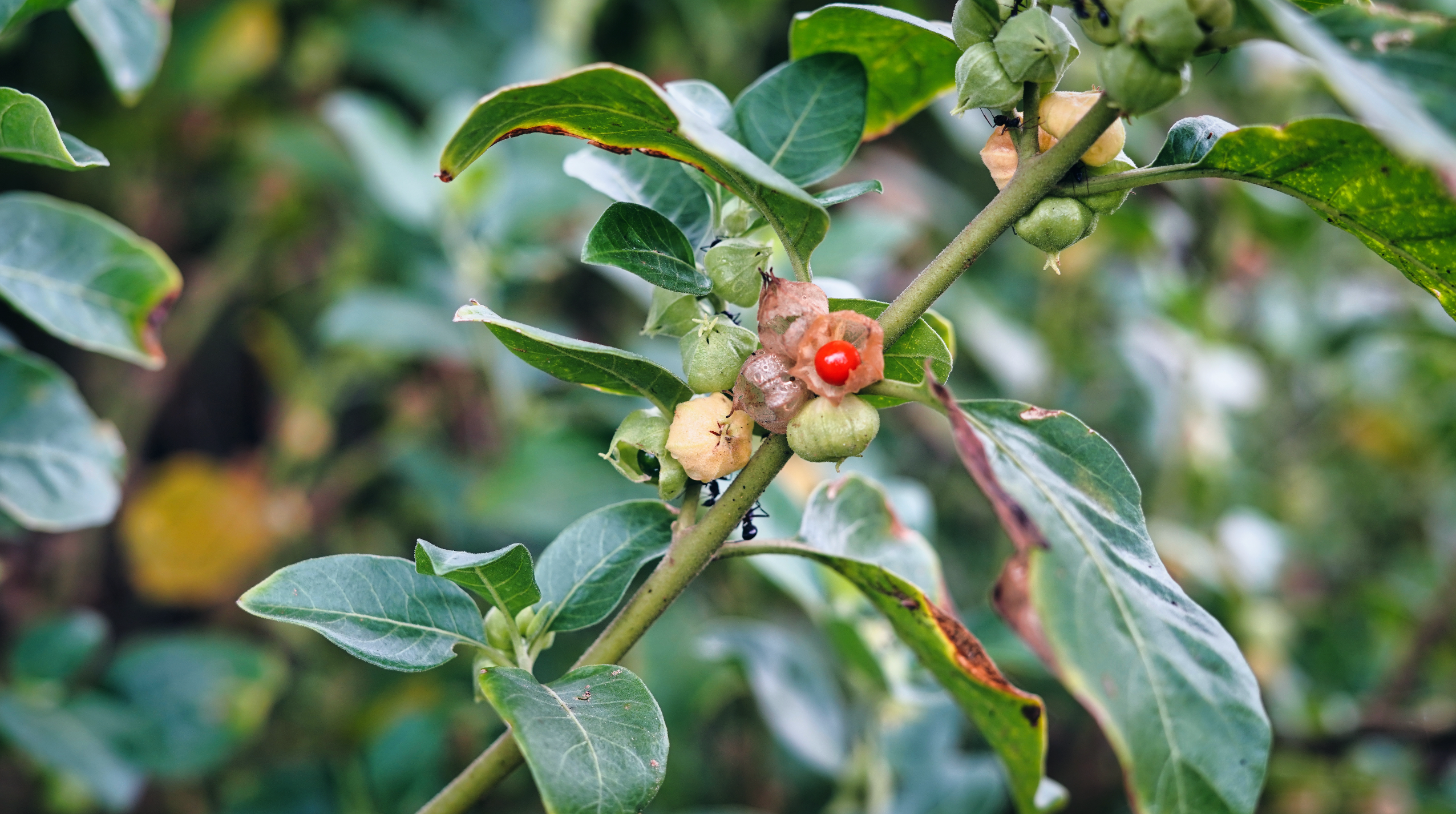 Ashwagandha red berries and plant