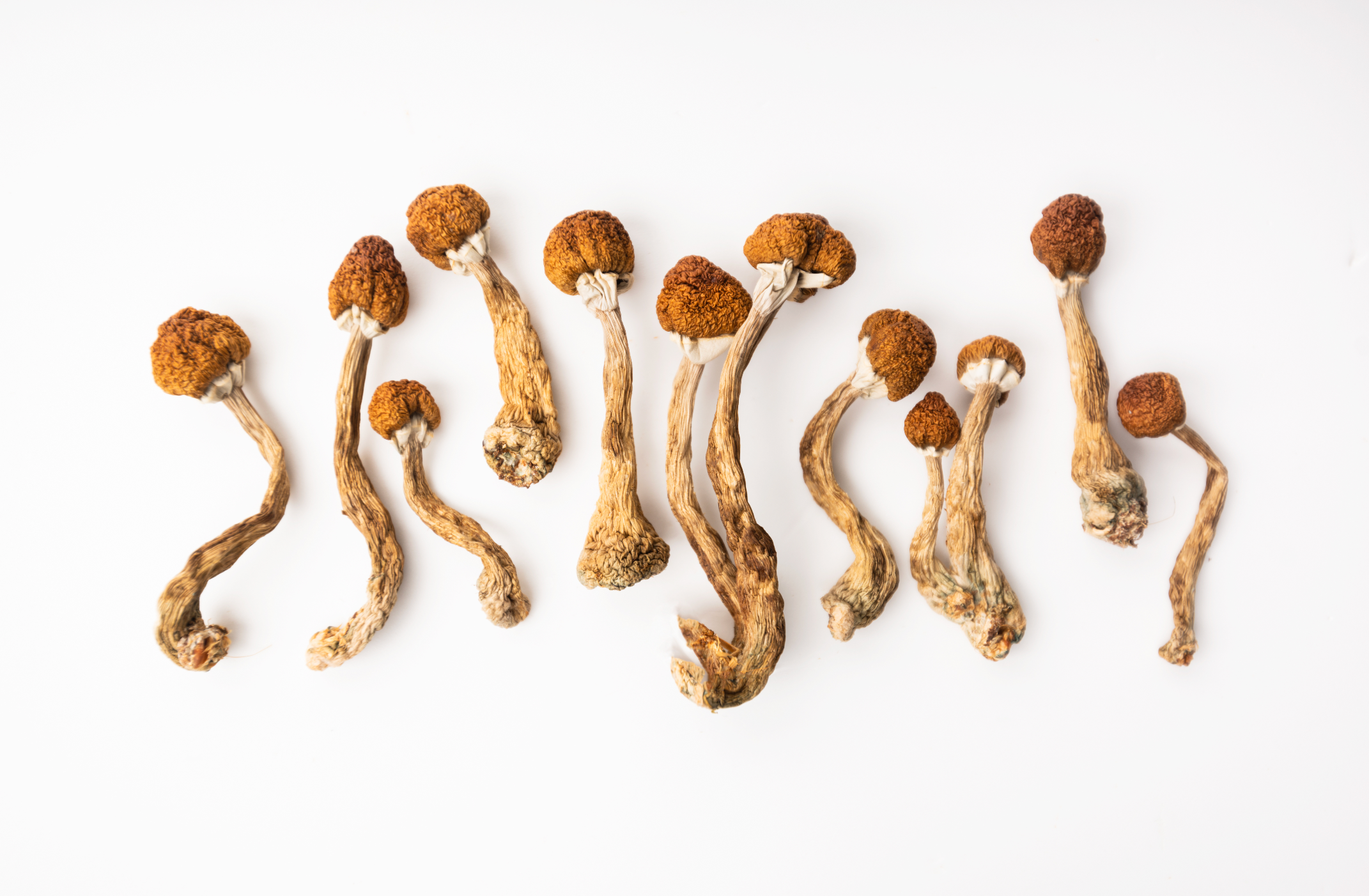 Dried Psychedelic Mushrooms