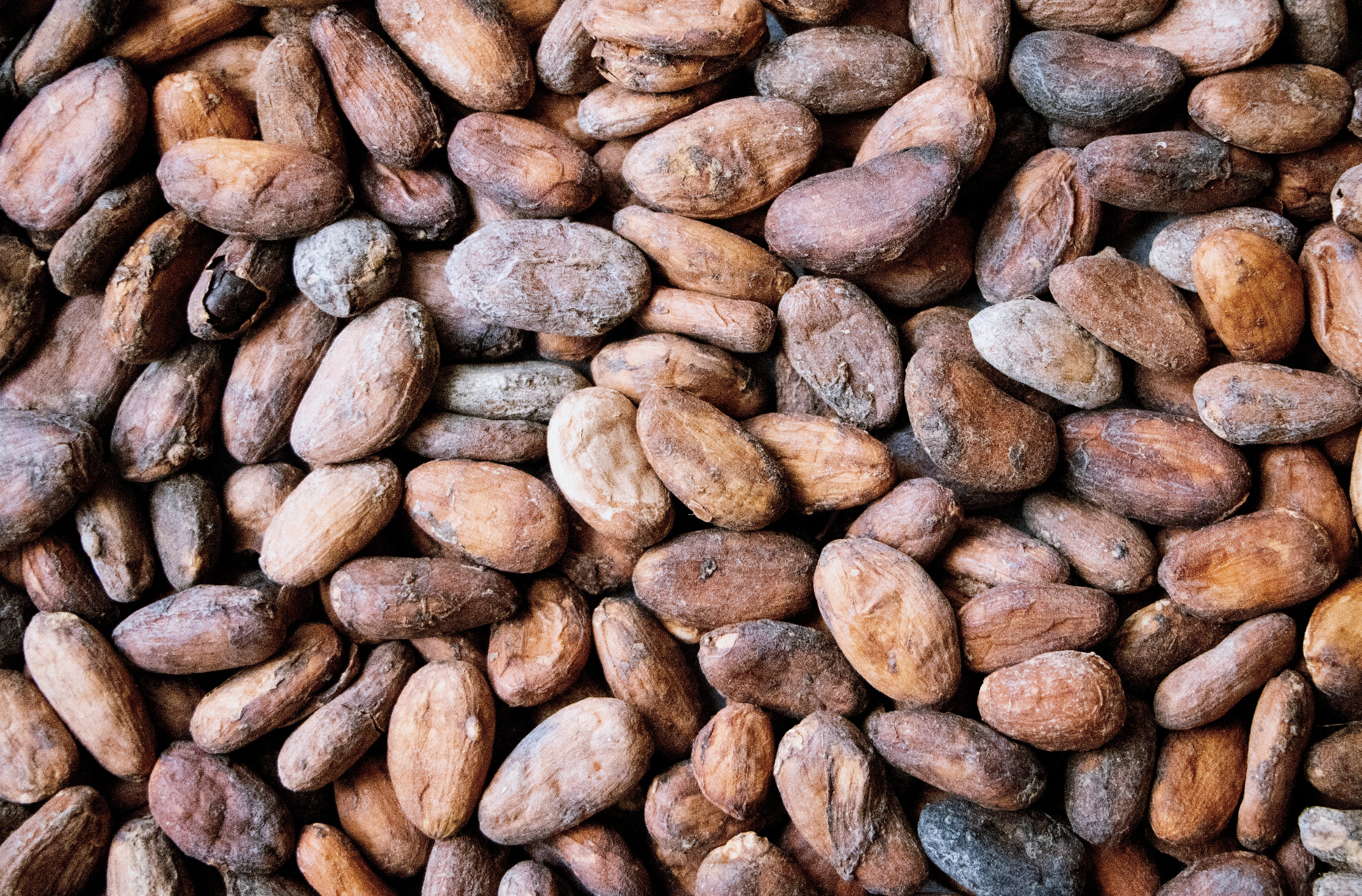 Cacao beans