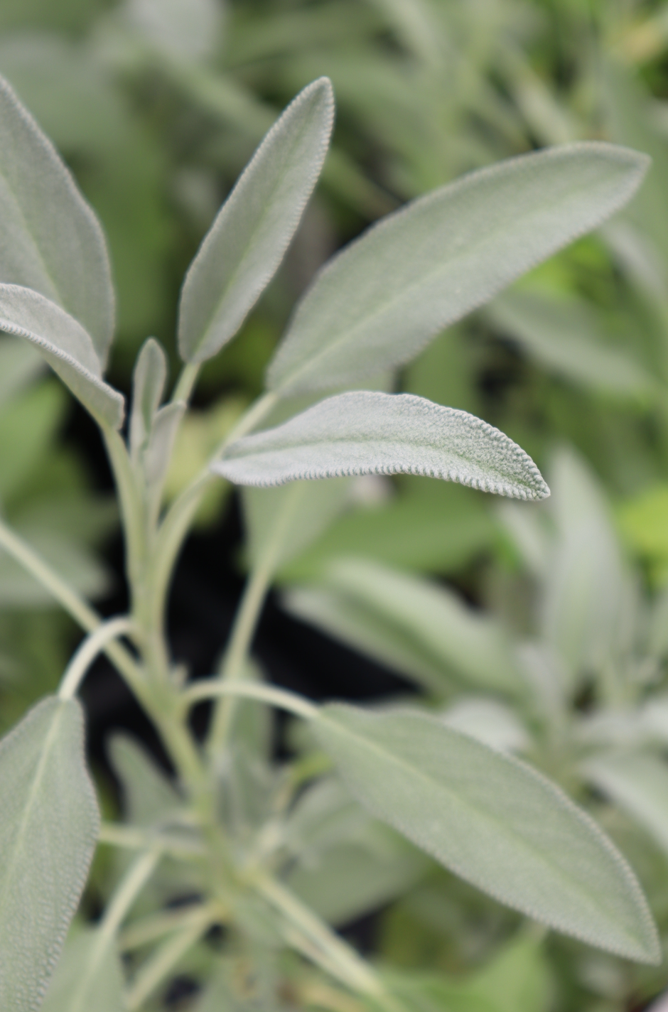 Sage plant