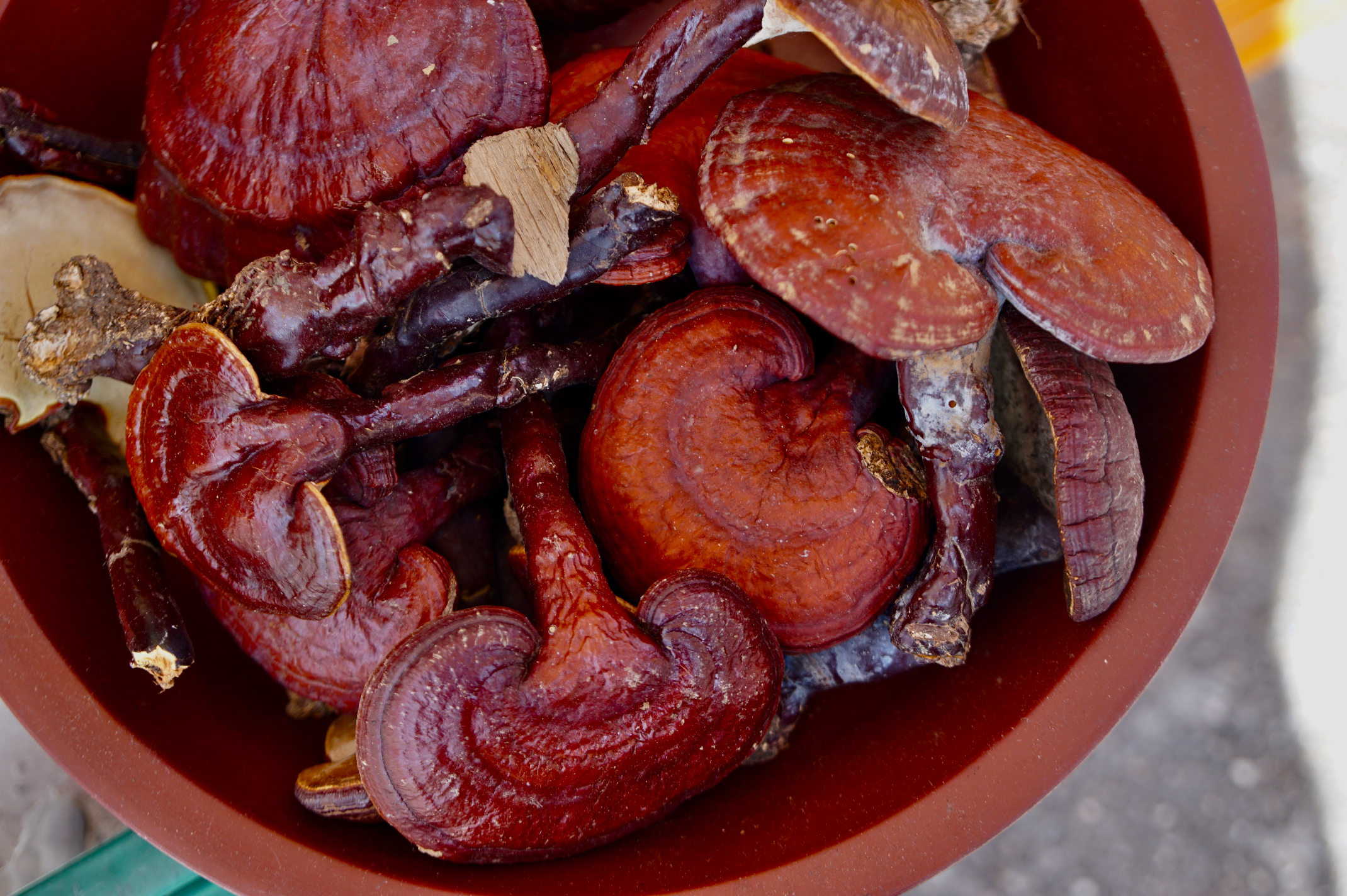 Bucket of Reishi mushrooms