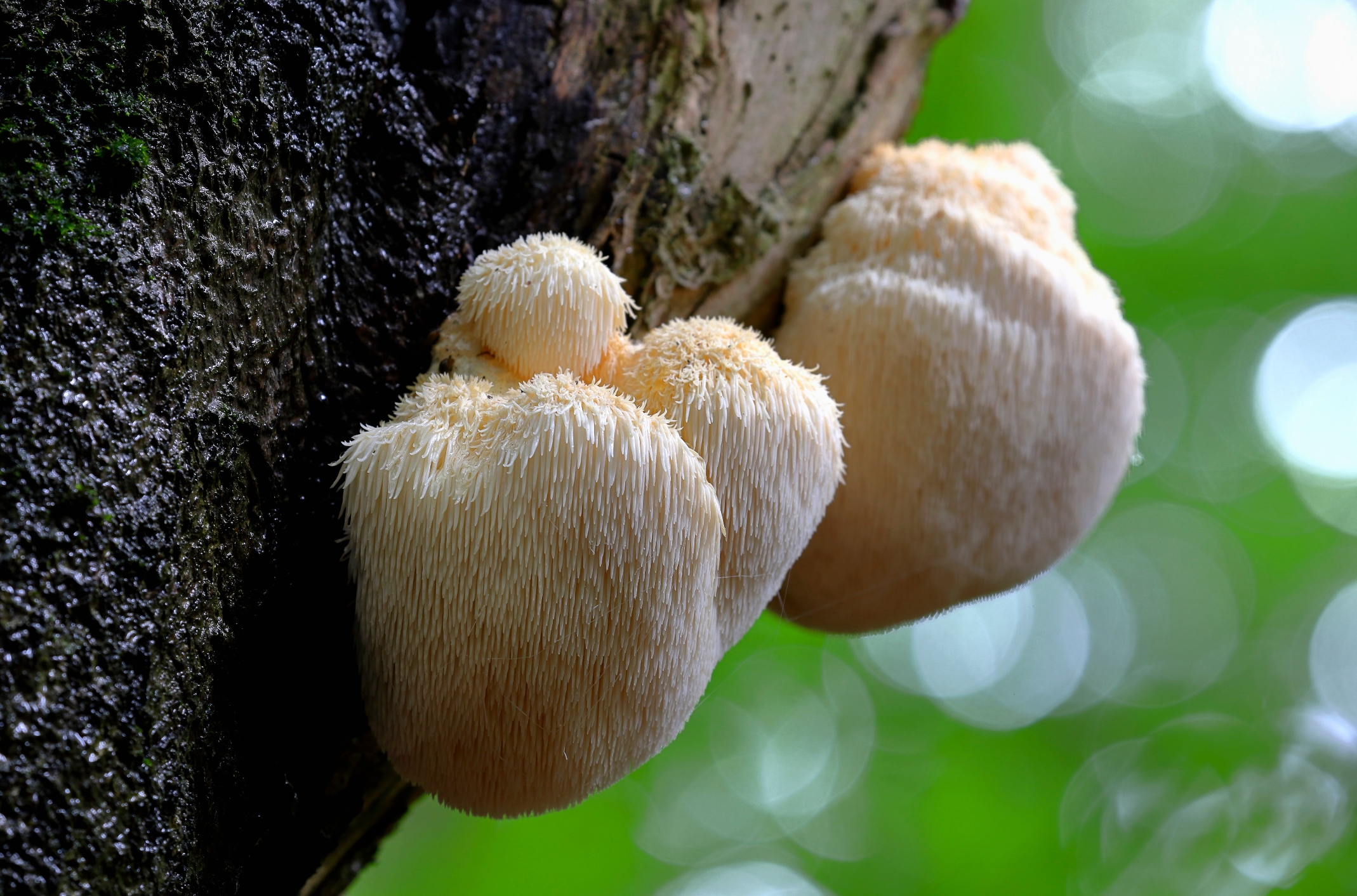 Lion's Mane mushroom on tree