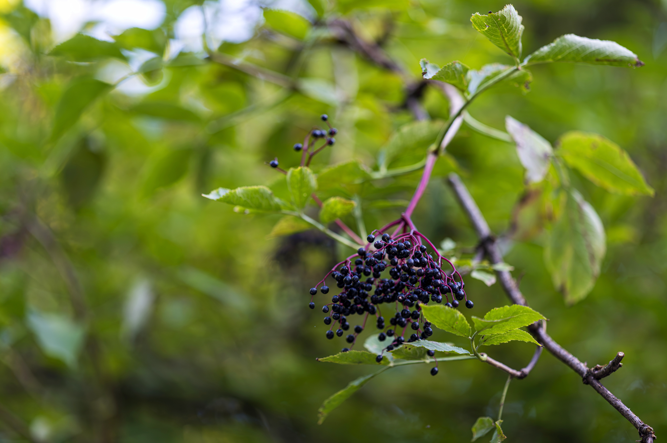 Elderberries in tree
