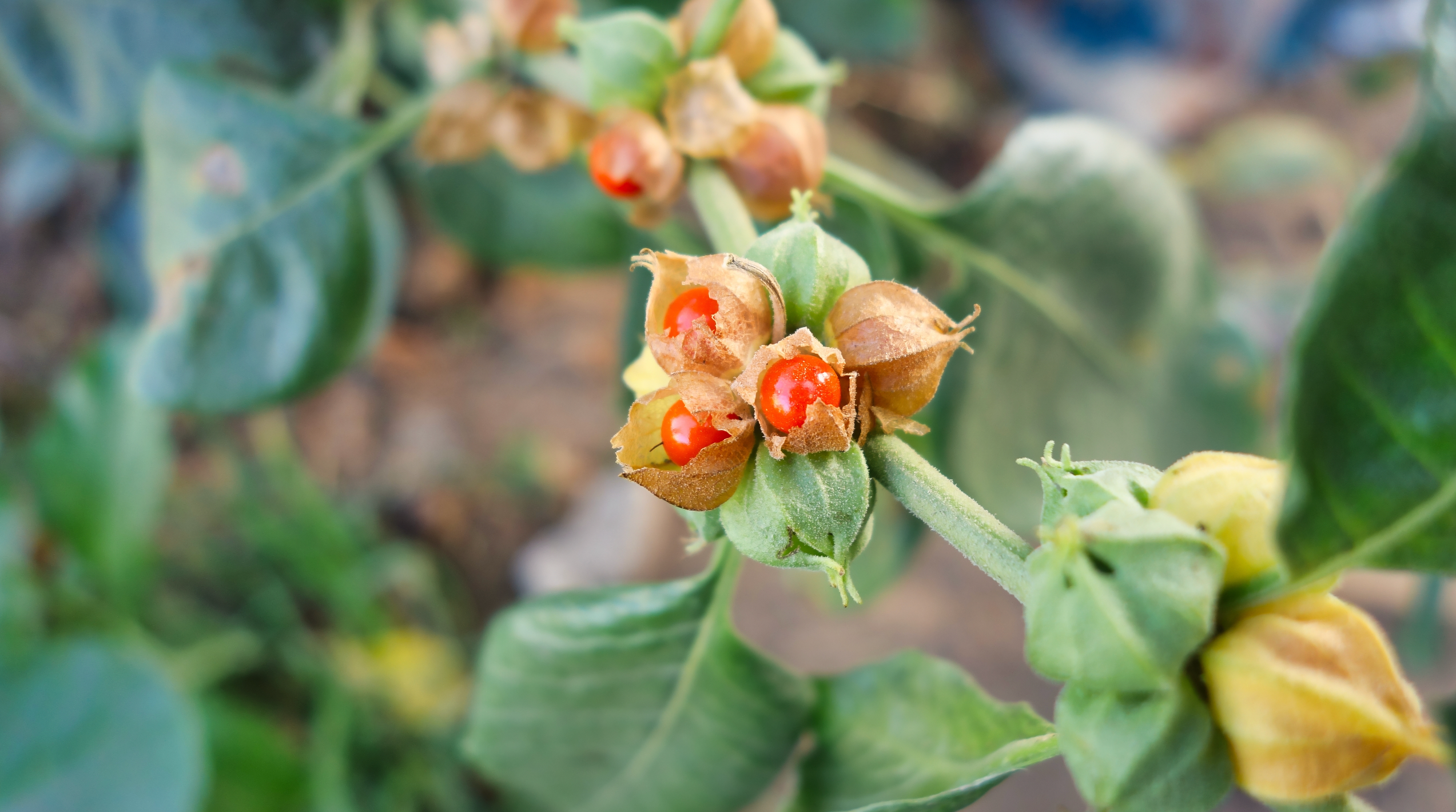 Ashwagandha plant