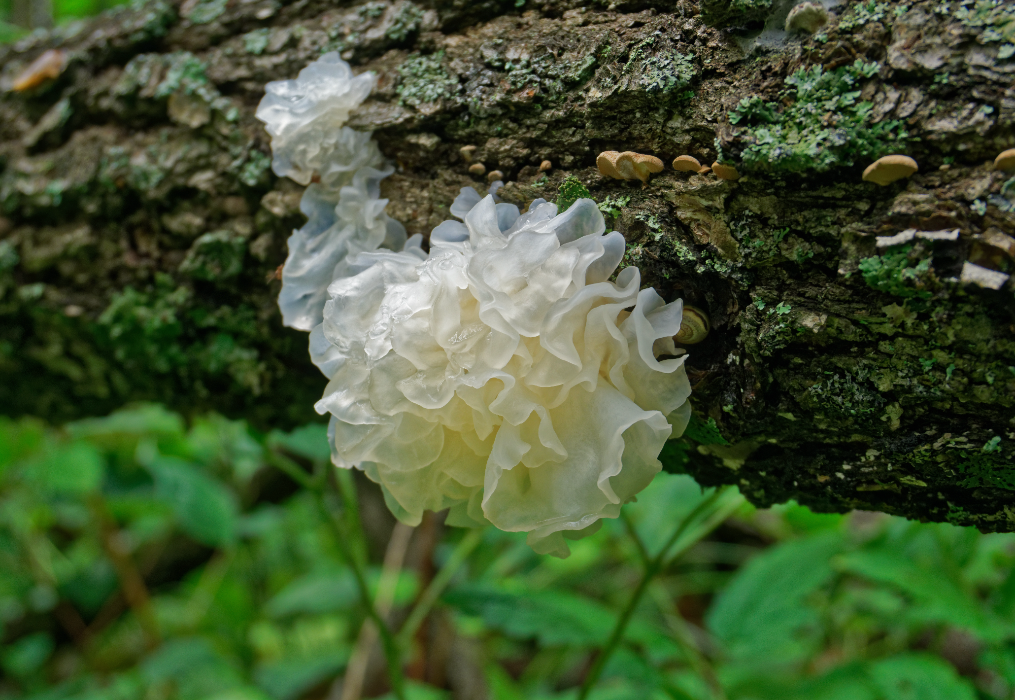 Tremella mushroom growing on tree