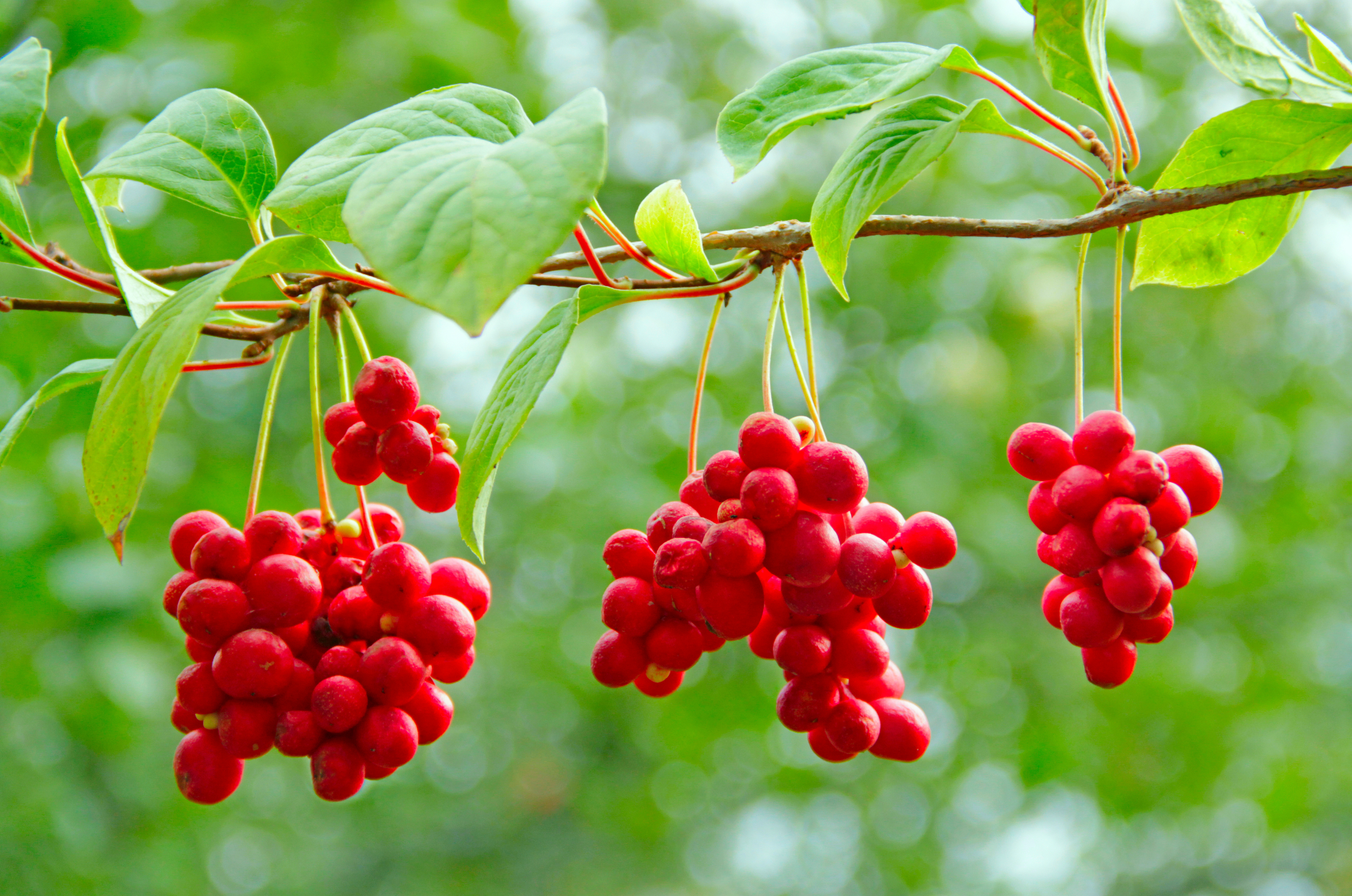 Schisandra berries growing on vine