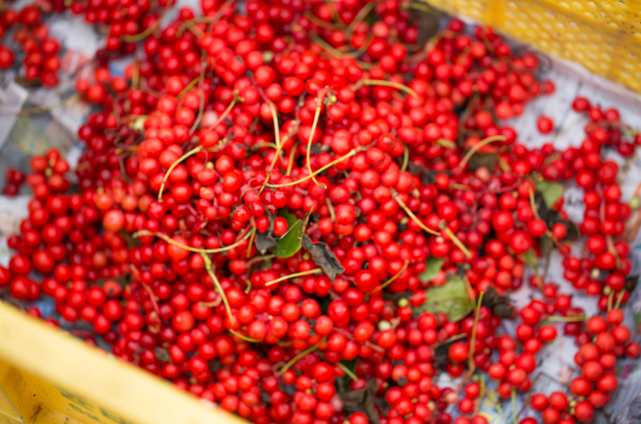 Schisandra berries