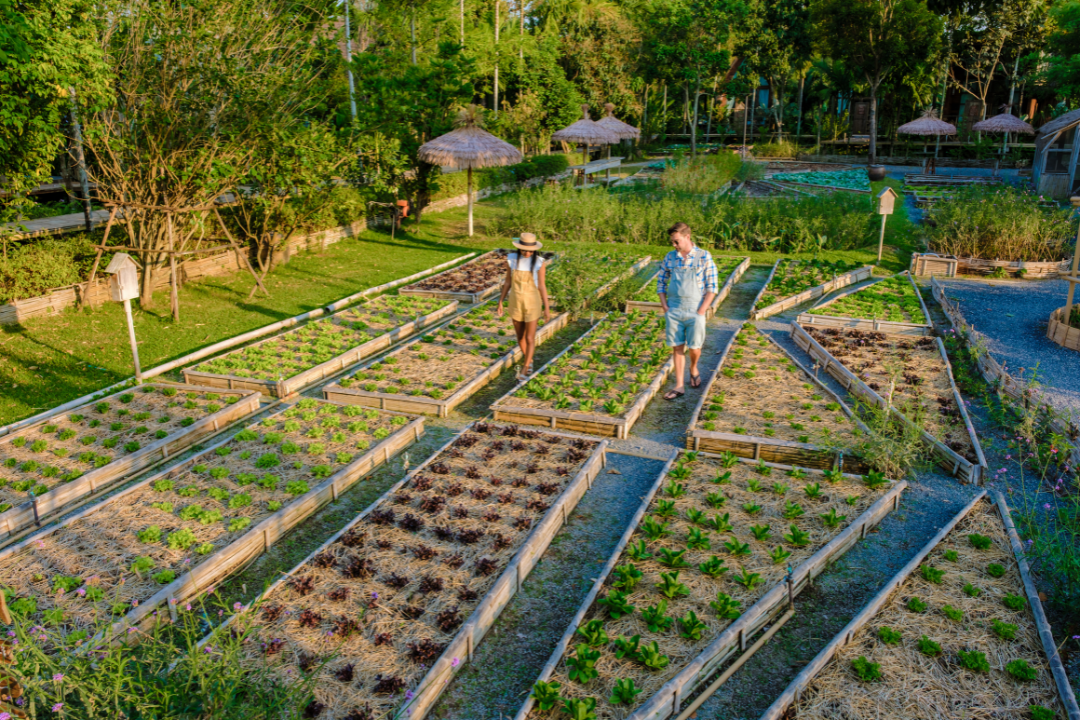 Fruit and vegetable garden plot