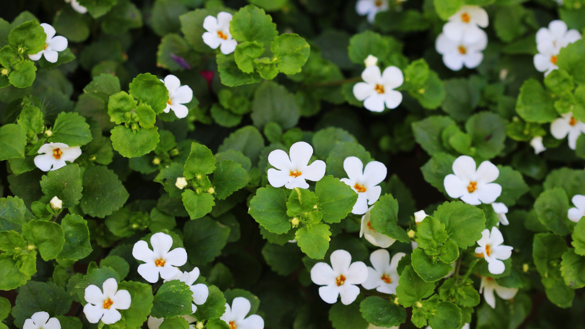 Bacopa monnieri white flowers and leaves