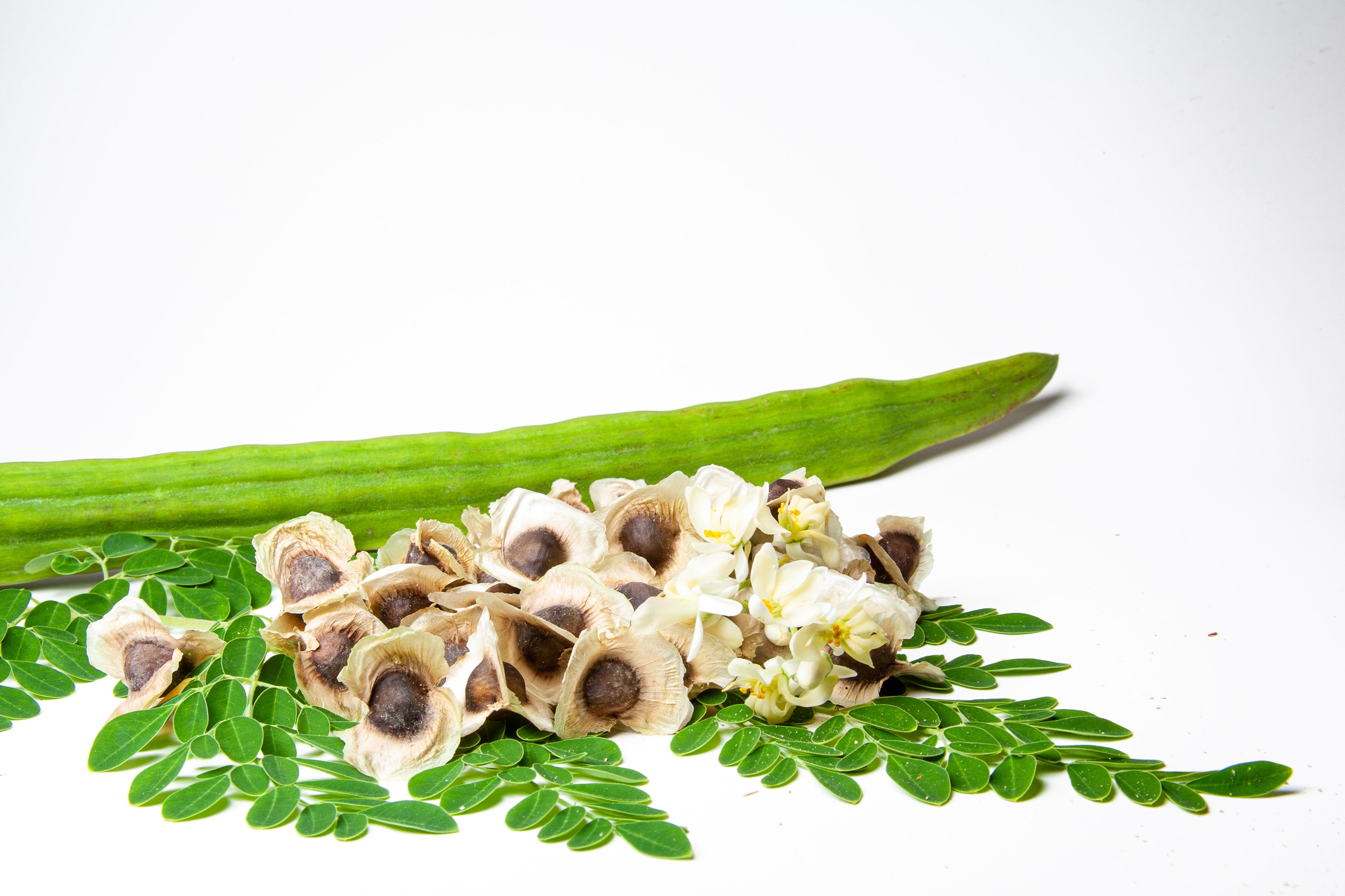 Moringa pod, leaves, seeds and flowers 