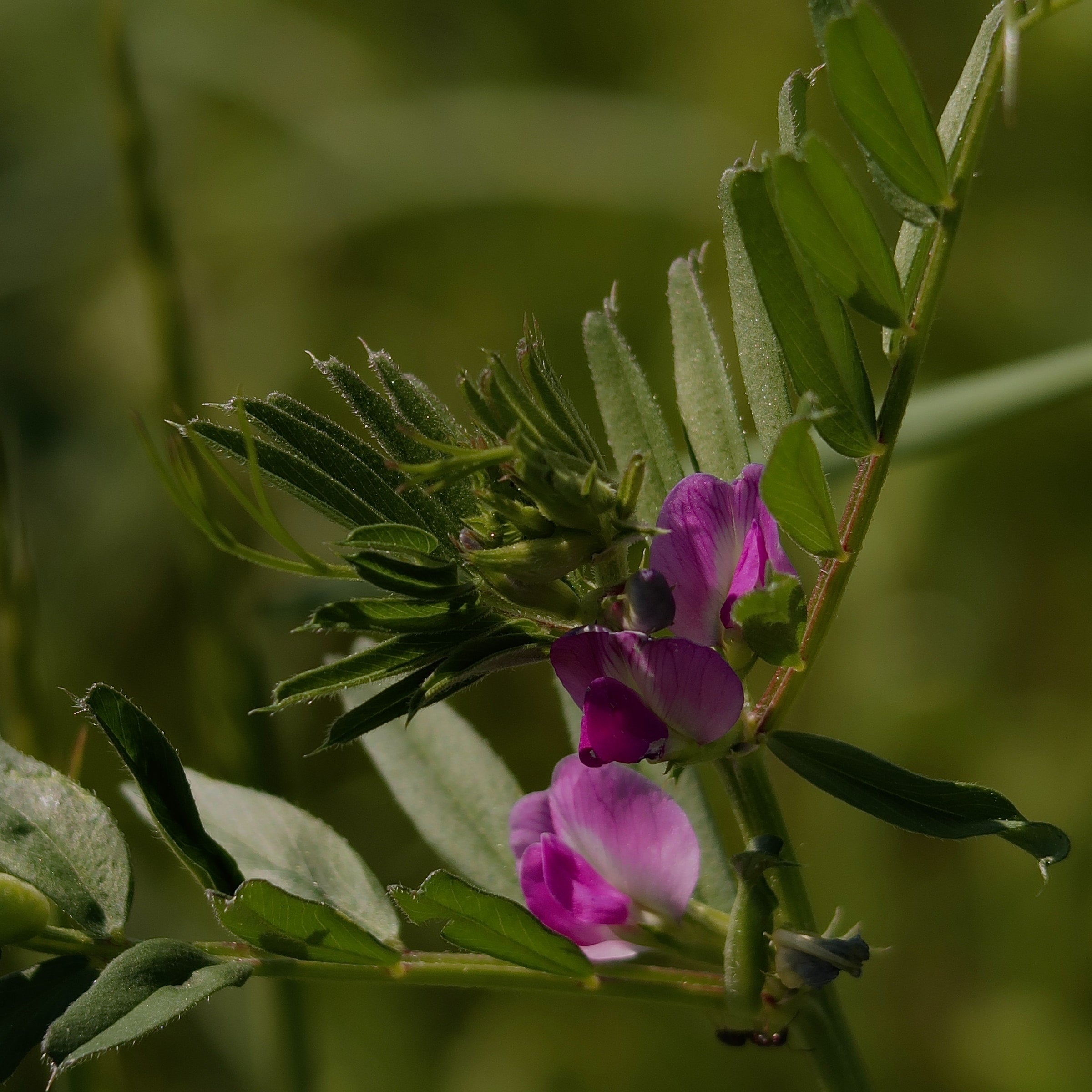 Astragalus purple flower