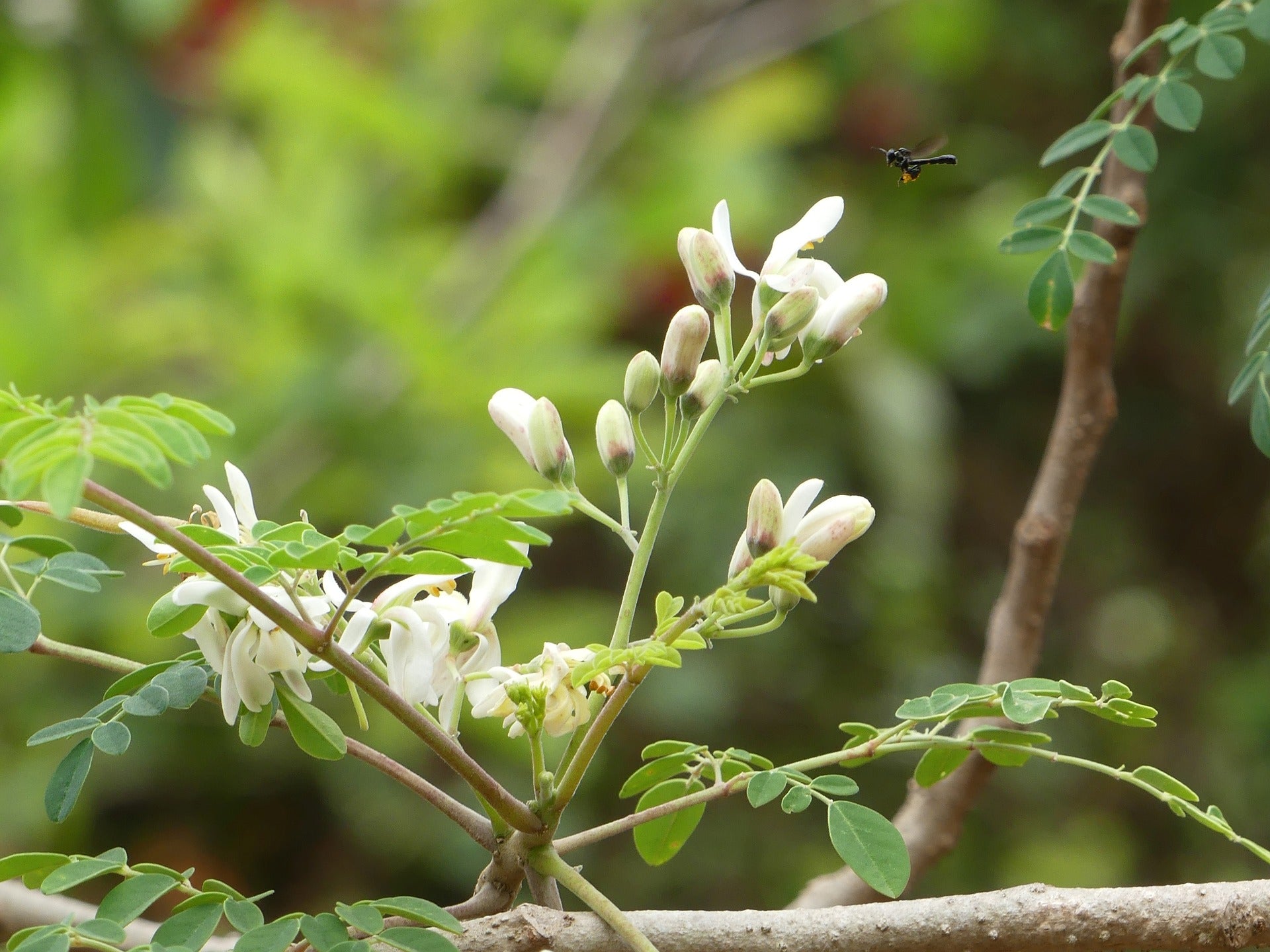 Image of Moringa leaf white flower