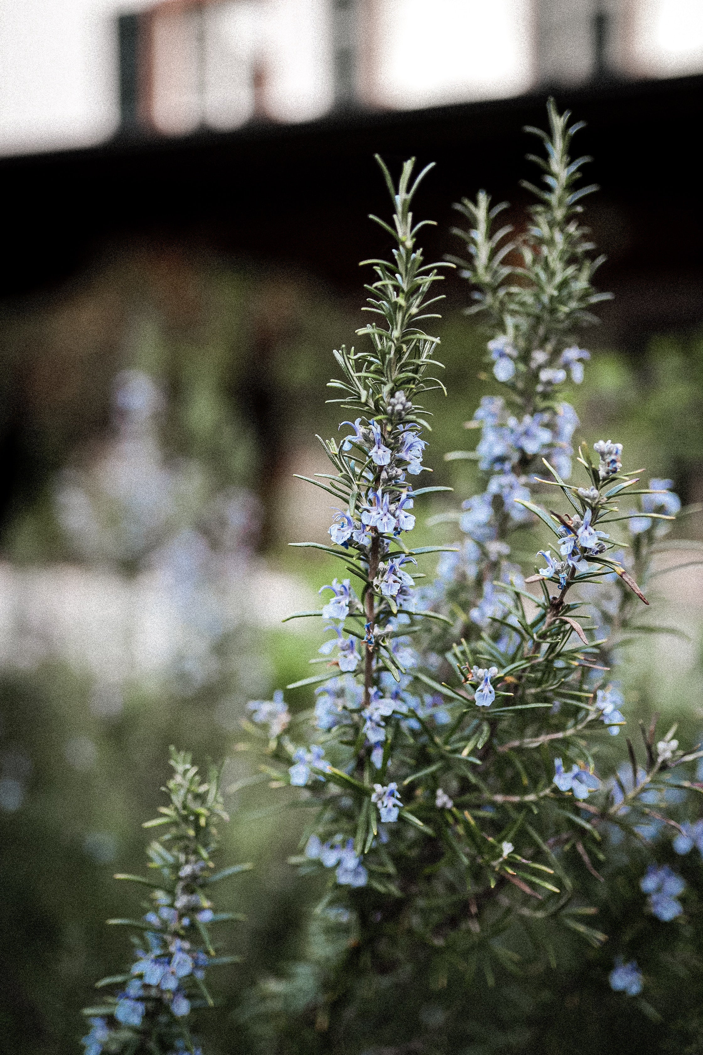 Rosemary with small flowers