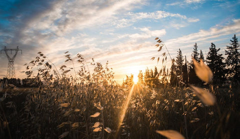 sun streaking over wheat field with blue sky and clouds