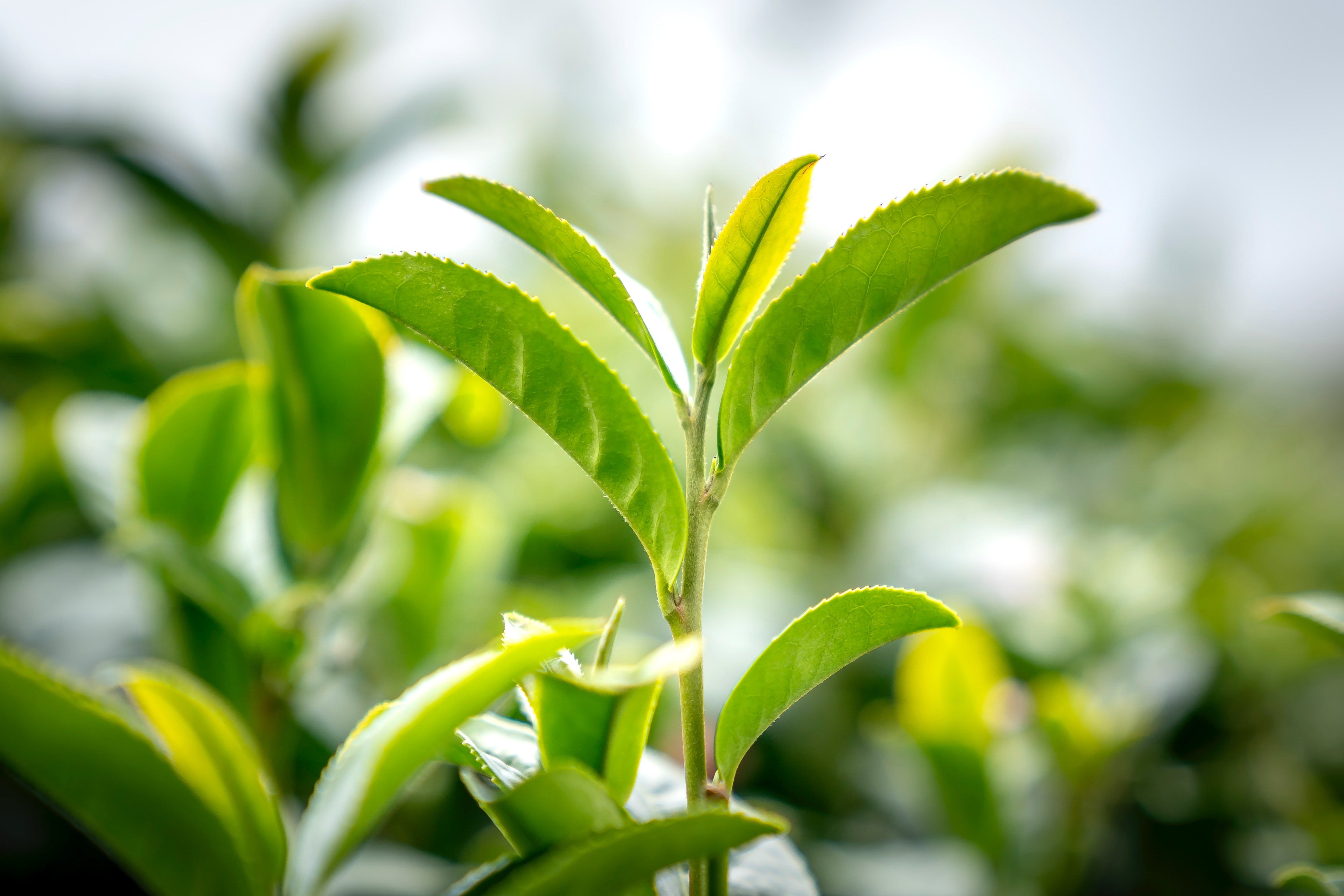 Matcha leaves