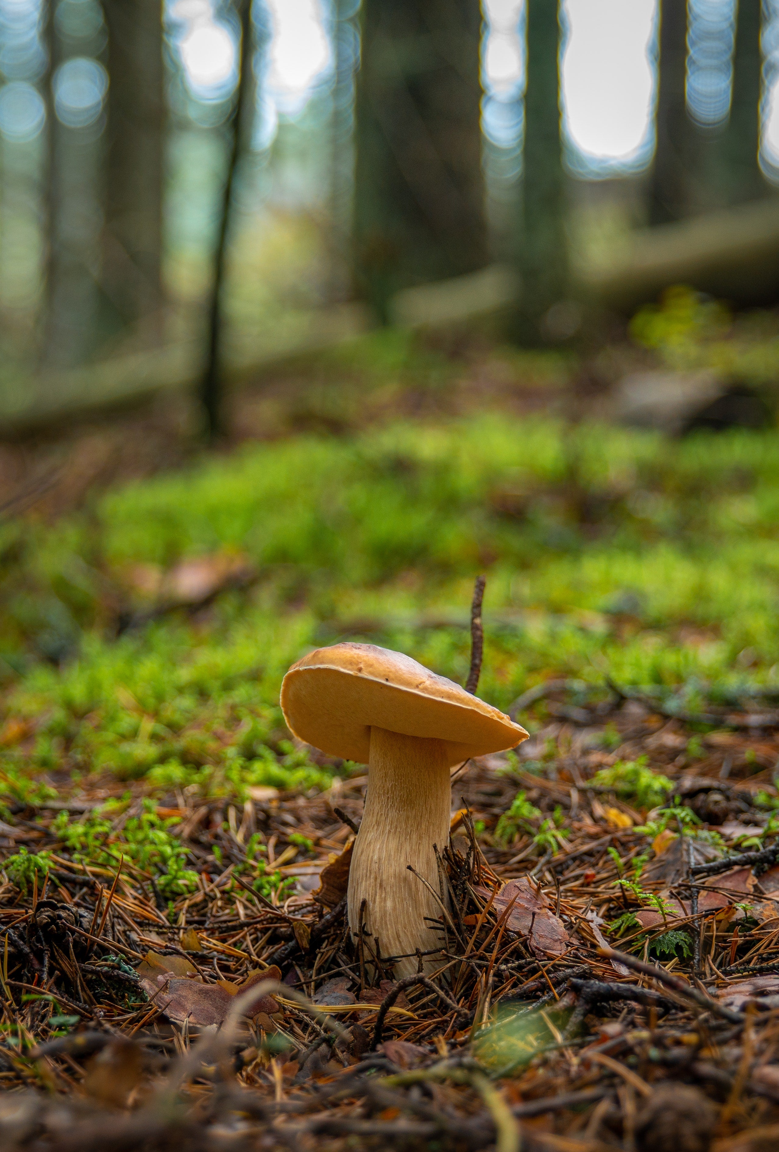 Boletus badius mushroom