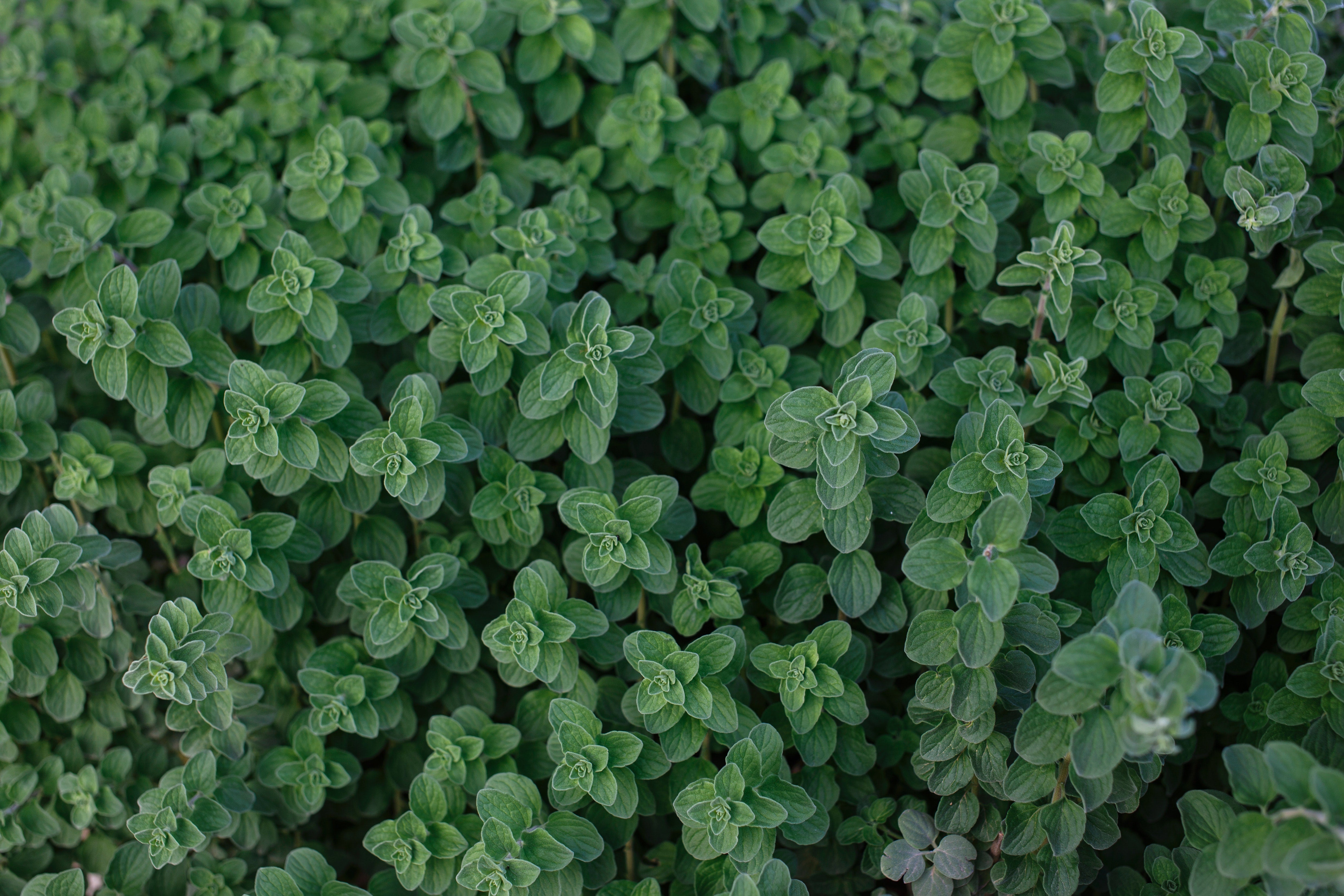 Oregano bush