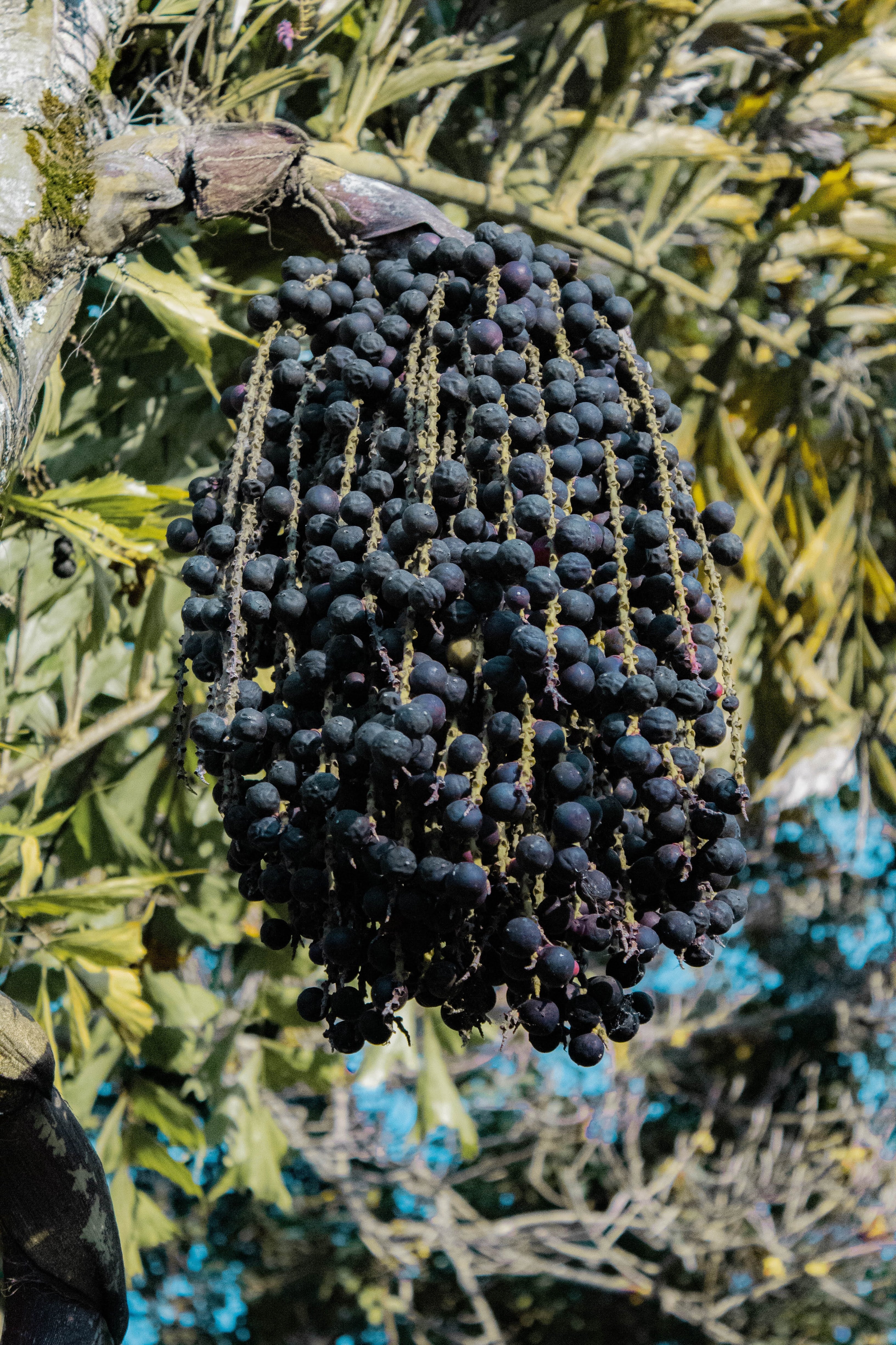 Acai berry tree