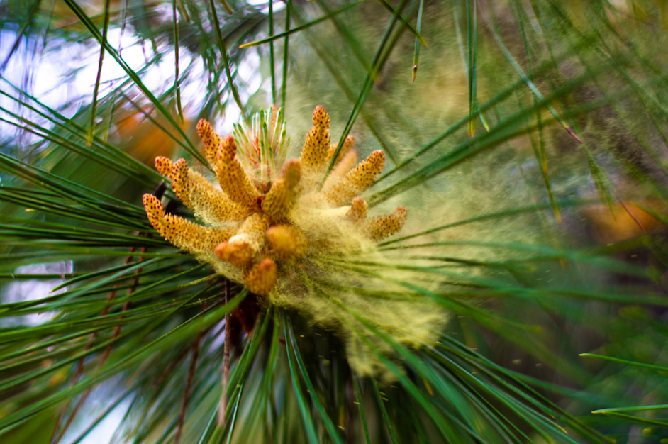 Masson Pine pollen