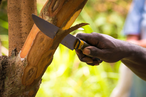 Knife slicing off bark of Cinnamon tree