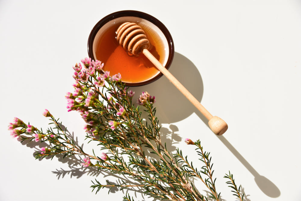 Manuka honey in bowl with Manuka flower