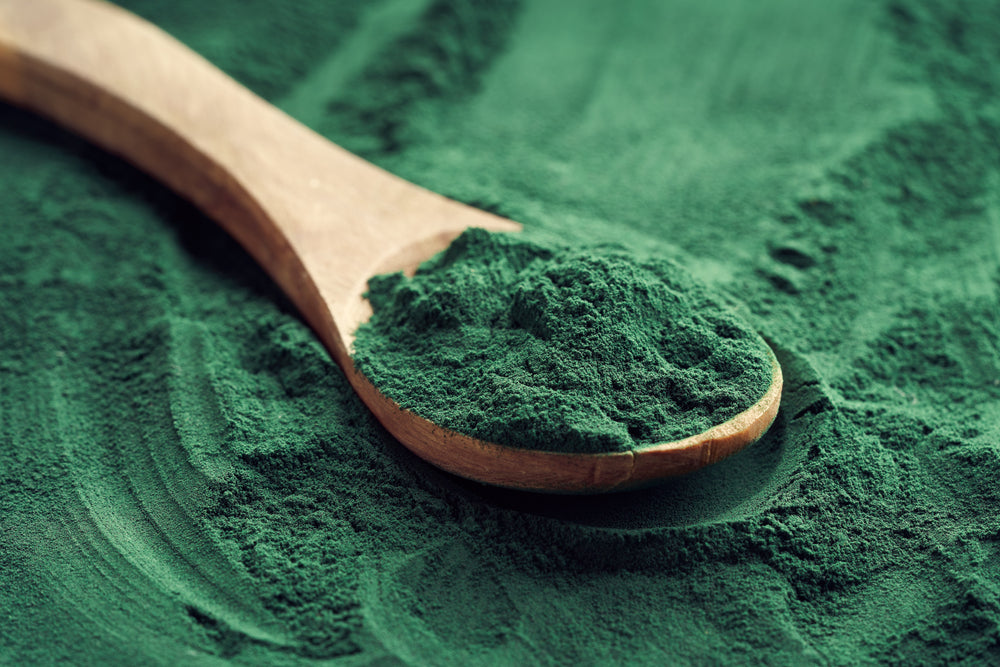 Close up image of a spoonful of Spirulina