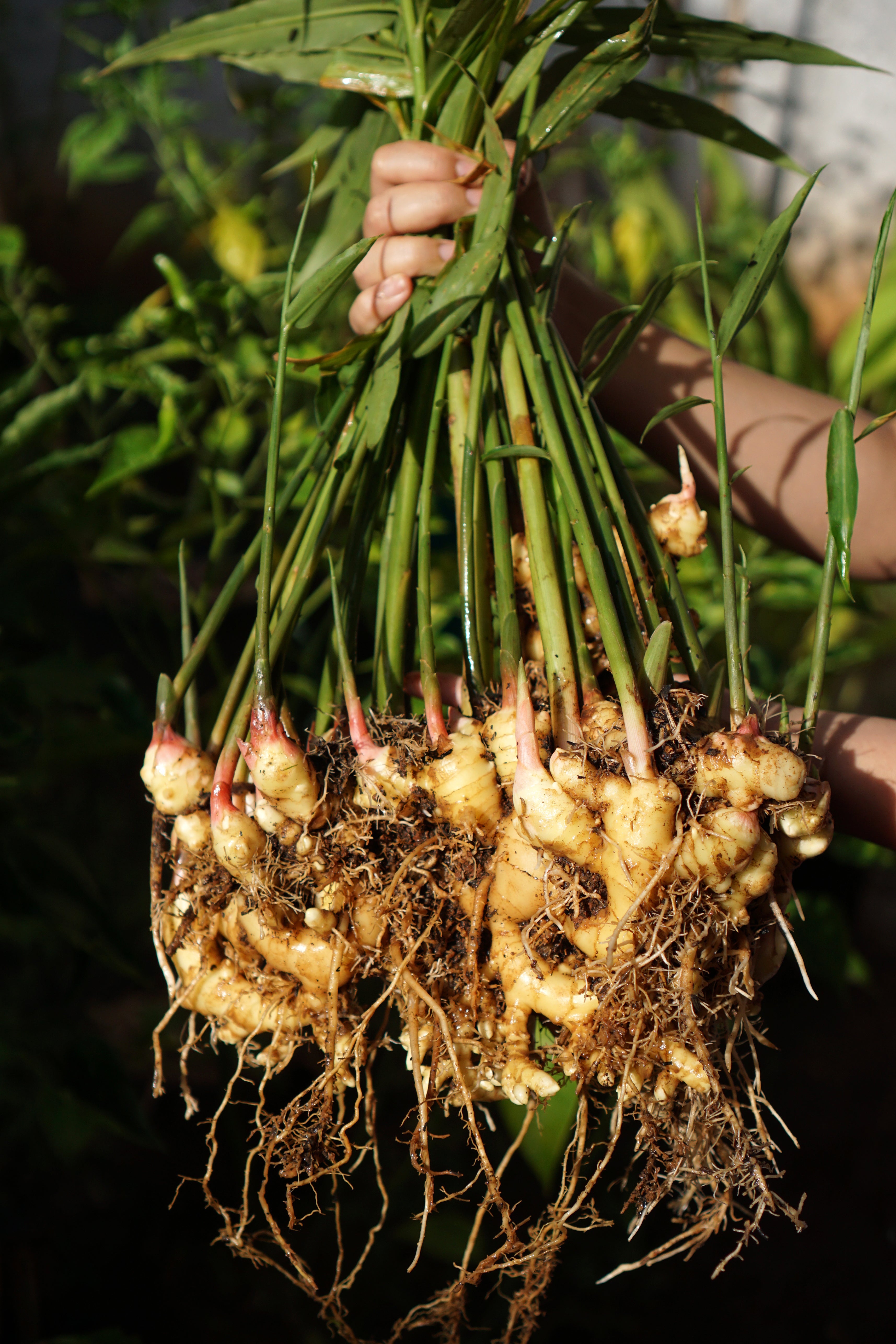 Bundle of fresh ginger pulled from ground