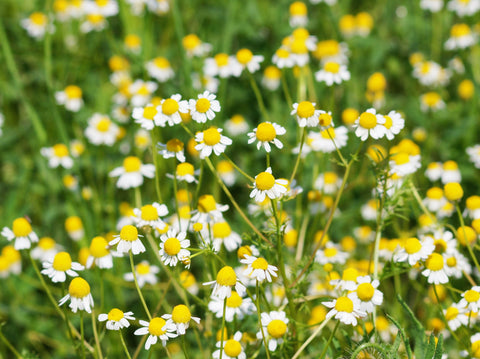Image of Chamomile flowers growing 