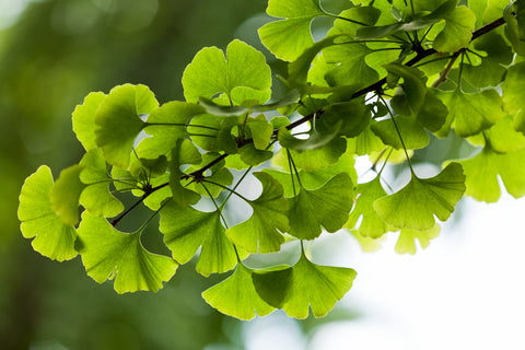 Image of green Ginkgo Biloba leaves on branch