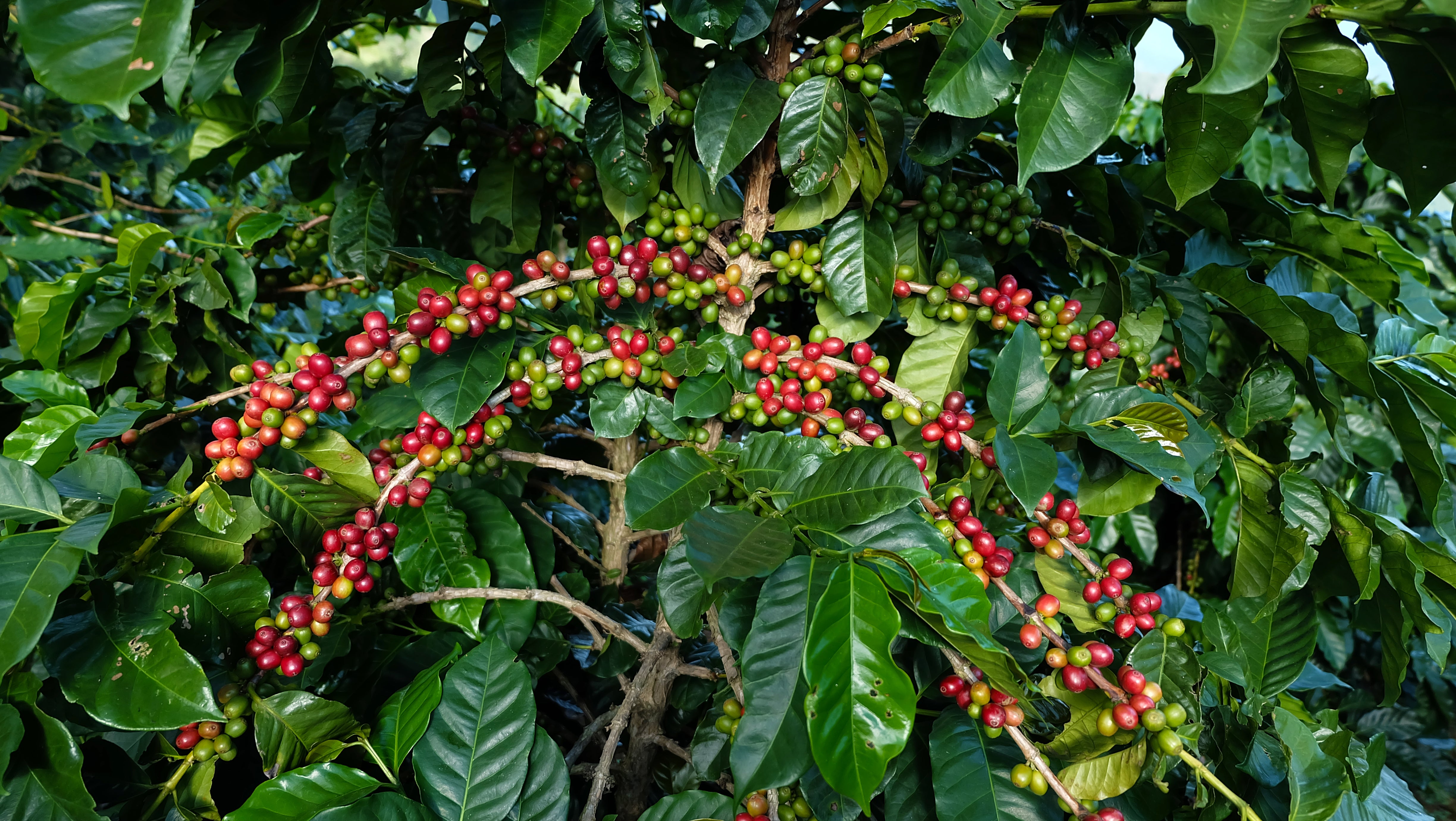 Coffee plant with red coffee berries