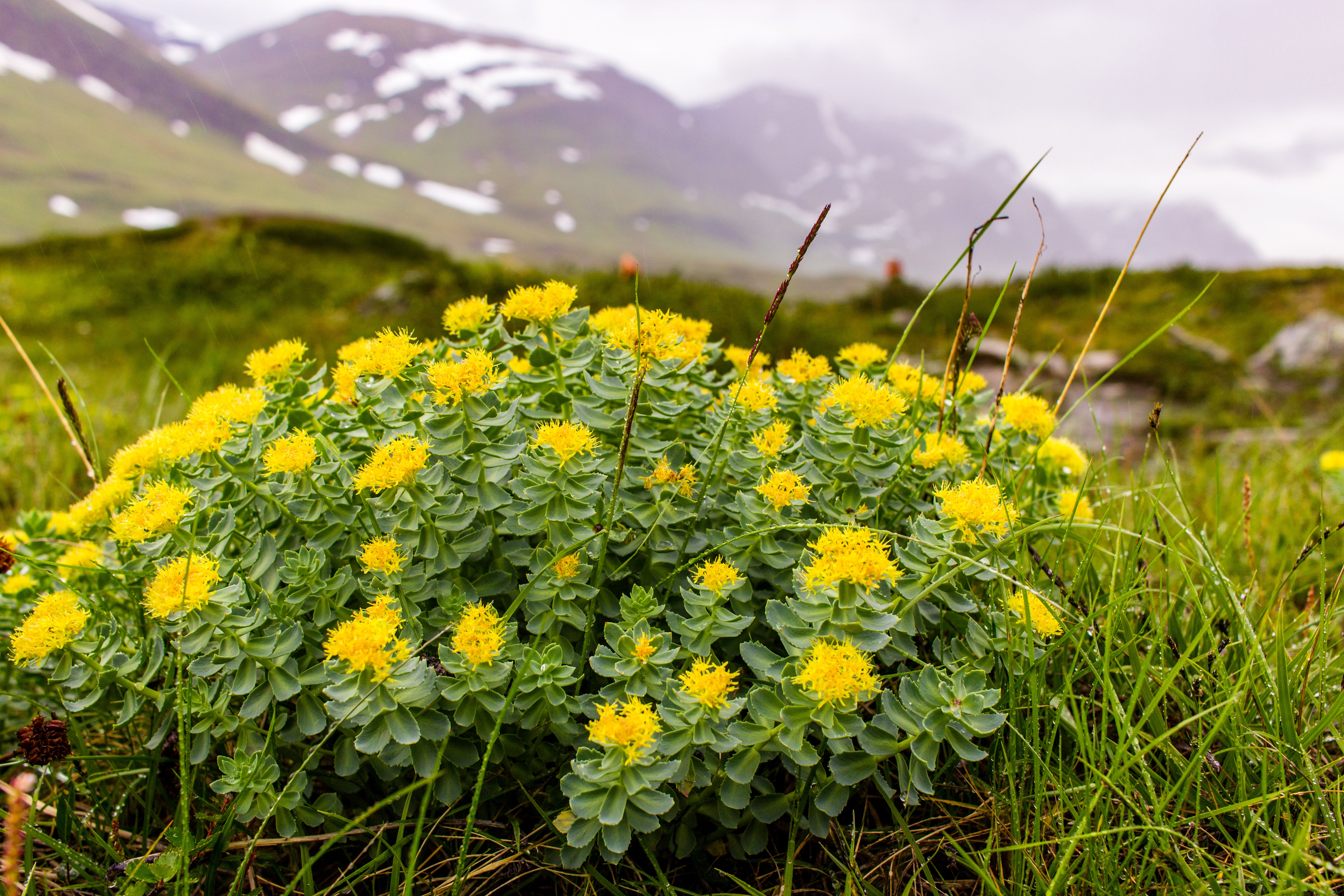 Rhodiola plant in the wild