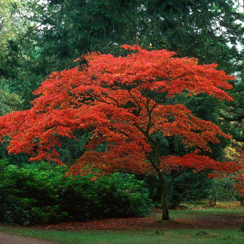 Fall tree