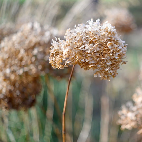 Dried hydrangea