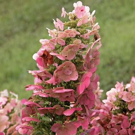 Twist-n-Shout® Reblooming Hydrangea