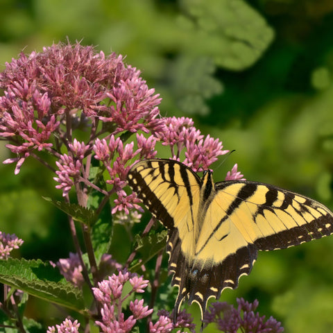 Little Joe Pye Weed