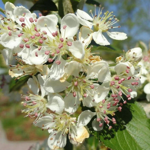 Brilliantissima Red Chokeberry