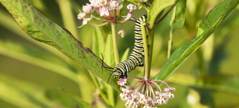 Monarch caterpillar 