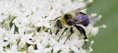 Honey bee on flower