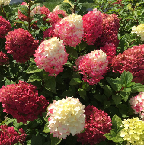 Little Lime Punch® Panicle Hydrangea