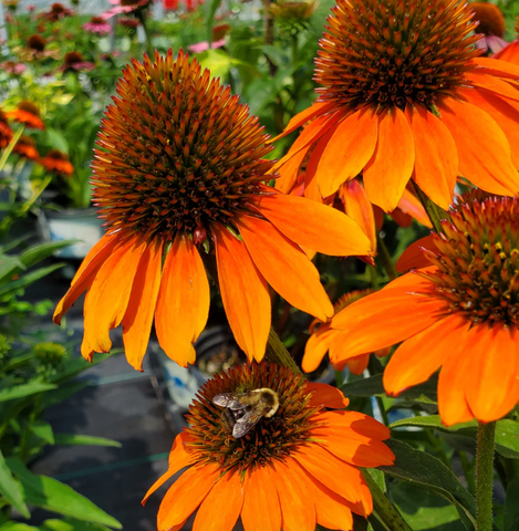 Orange Coneflower