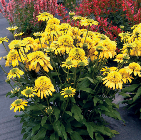 Lemon Coneflower