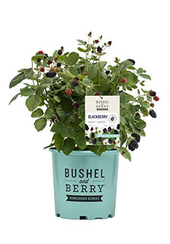 Rubus  Baby Cakes™ Dwarf Thornless Blackberry #2 Gallon Container