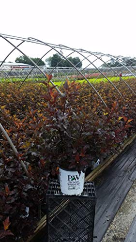 Winecraft Black® - Smokebush - Cotinus coggygria