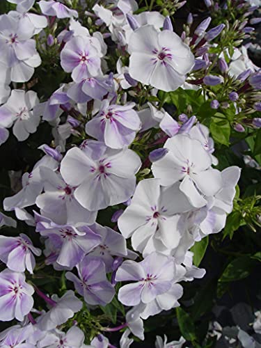 Volcano® Lilac Garden Phlox – Green Promise Farms