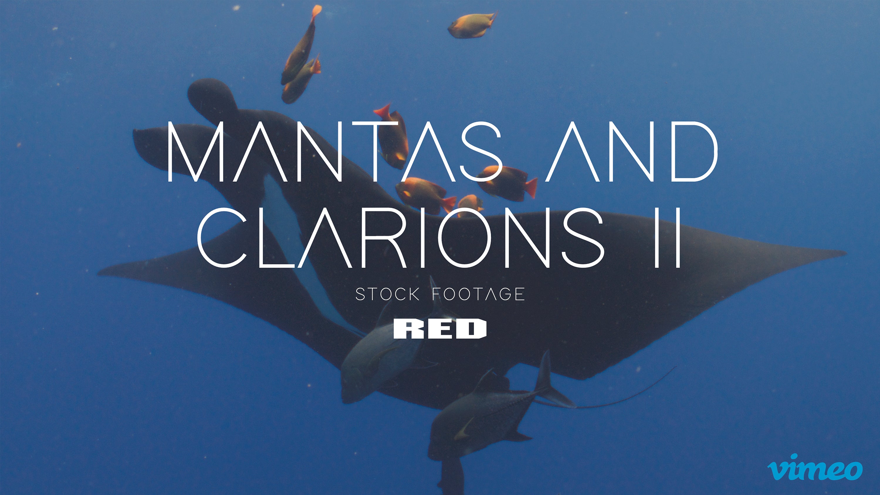Mantas and clarions II