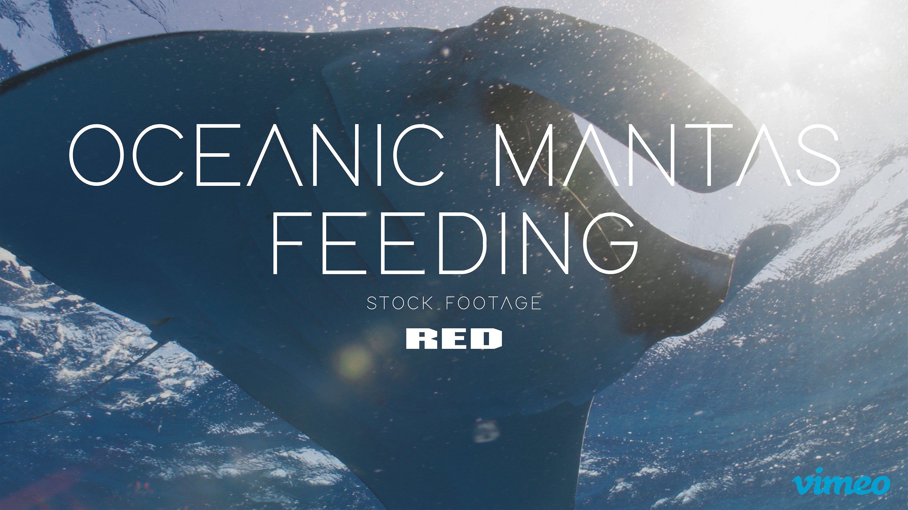 Oceanic mantas feeding
