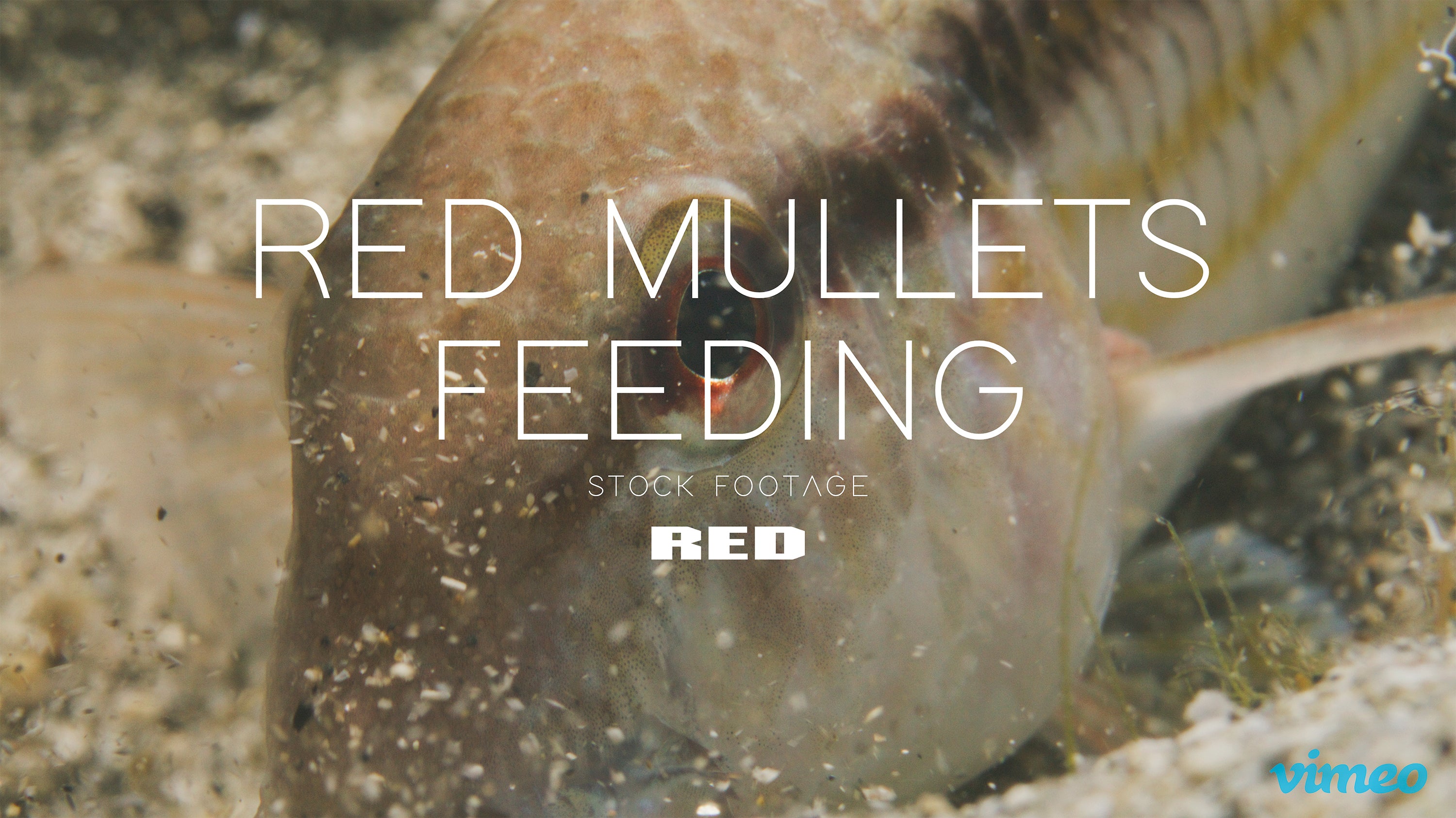 Red mullets feeding