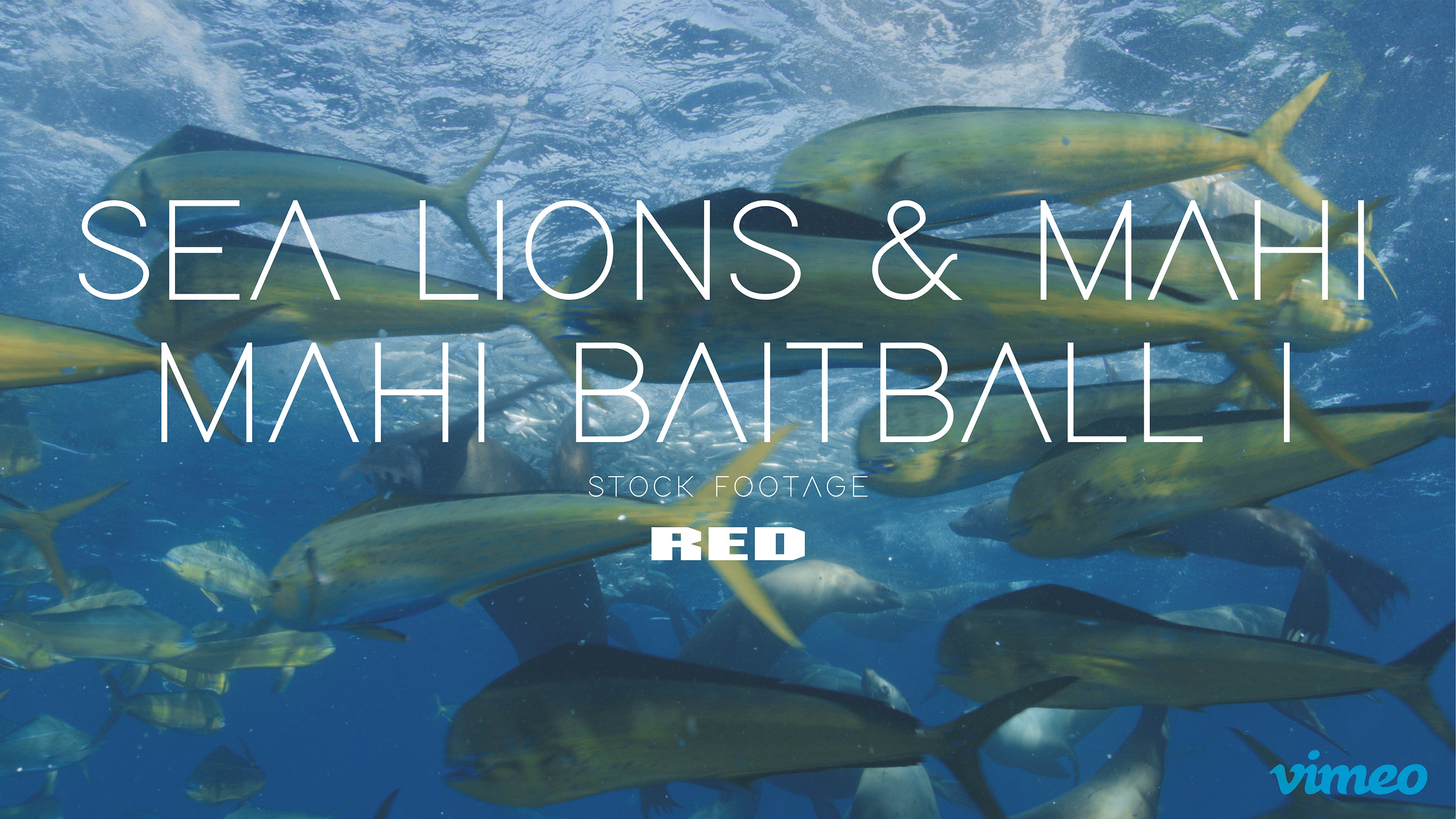 Sea lions & Mahi mahi baitball I