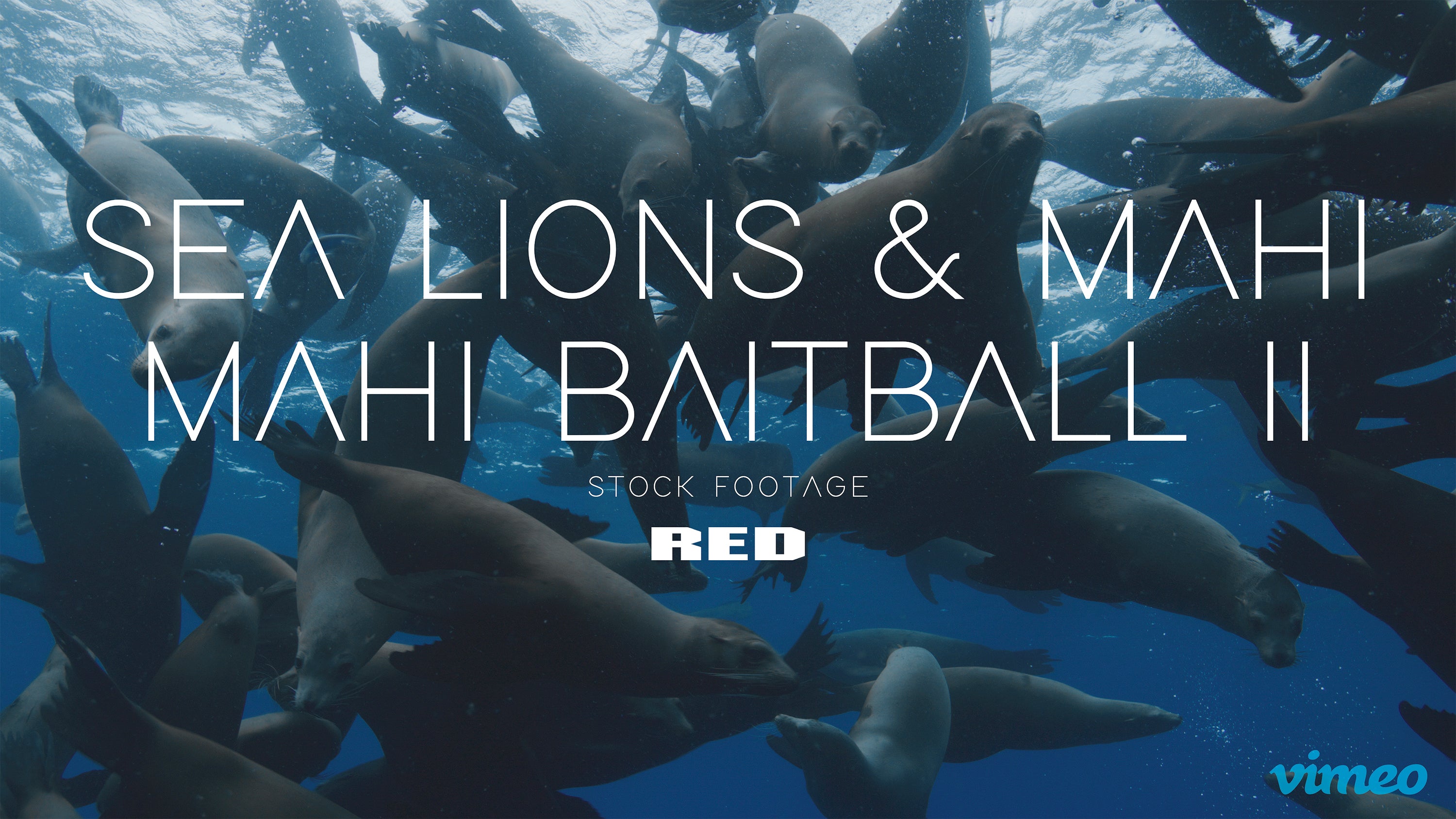 Sea lions & Mahi mahi baitball II