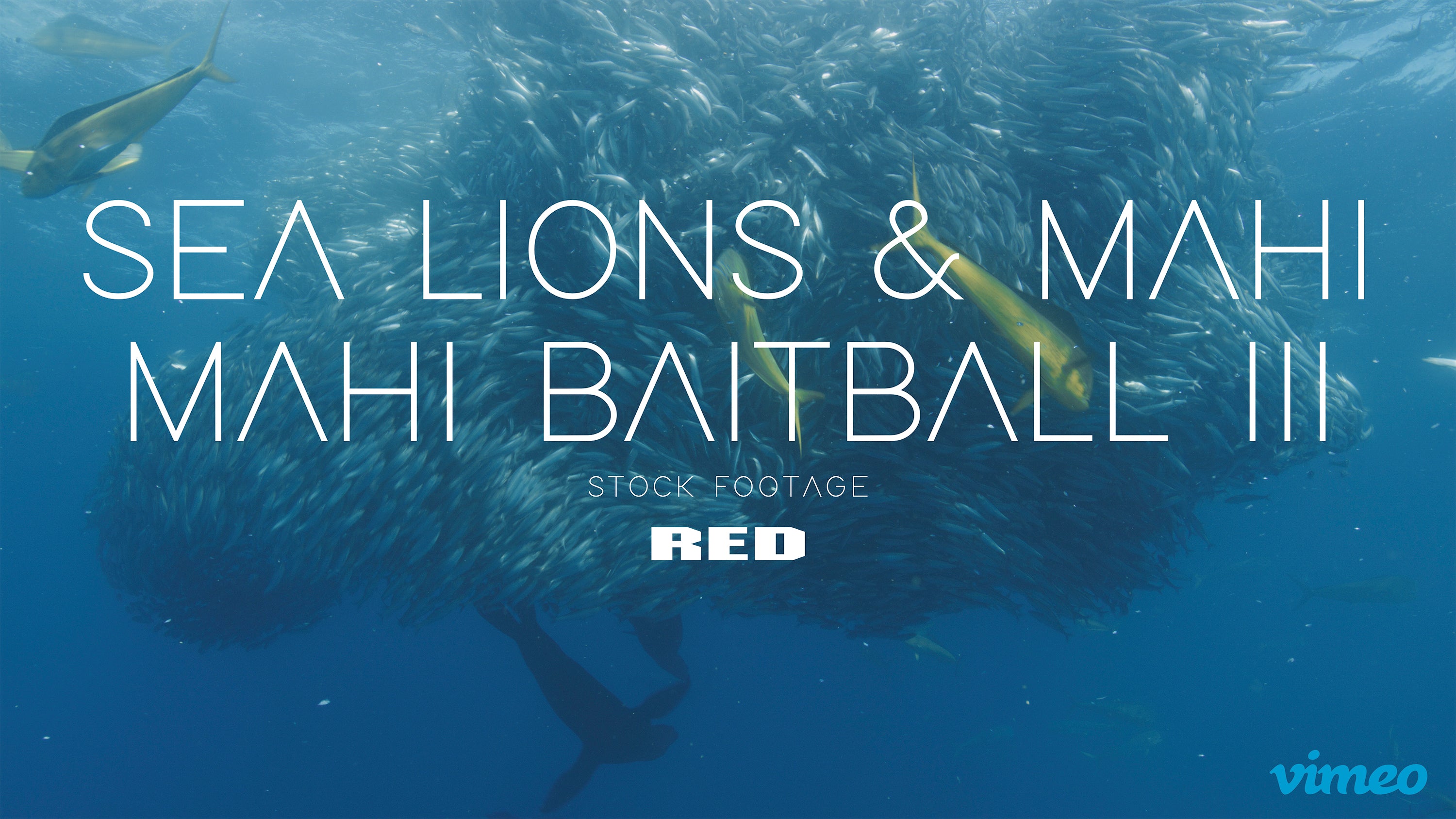 Sea lions & Mahi mahi baitball III